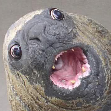 ABTOMAT